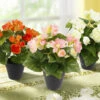 Begonienbusch Im Topf, 3er-Set -Heim Schmücken Geschäft begonienbusch im topf 3er set farbe orange rosa creme