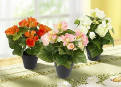 Begonienbusch Im Topf, 3er-Set