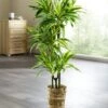 Dracena-Reflexa-Palme 1 Dracena-Reflexa-Palme -Heim Schmücken Geschäft dracena reflexa palme farbe gruen