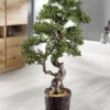 Lärchen-Bonsai Im Magnesiatopf -Heim Schmücken Geschäft laerchen bonsai im magnesiatopf farbe gruen braun