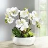 Orchidee Im Keramik-Topf -Heim Schmücken Geschäft orchidee im keramik topf farbe weiss gruen