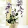 Orchidee Im Topf -Heim Schmücken Geschäft orchidee im topf.jpg.pagespeed.ce .ZaKbeep3Gf