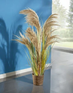 Pampasgras Im Kunststofftopf