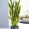 Sansevieria Im Topf -Heim Schmücken Geschäft sansevieria im topf